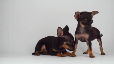 Rus Oyuncak Teriyeri yavru köpek beyaz arka plan