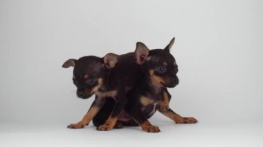 Rus Oyuncak Teriyeri yavru köpek beyaz arka plan