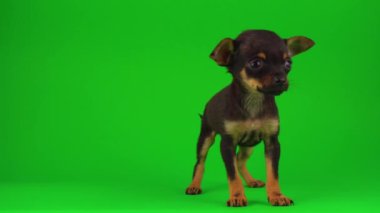 Yeşil arka planda Rus Oyuncak Teriyeri köpek yavrusu