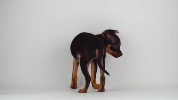 Speelgoed Terrier Puppy Hond Witte Achtergrond — Stockvideo