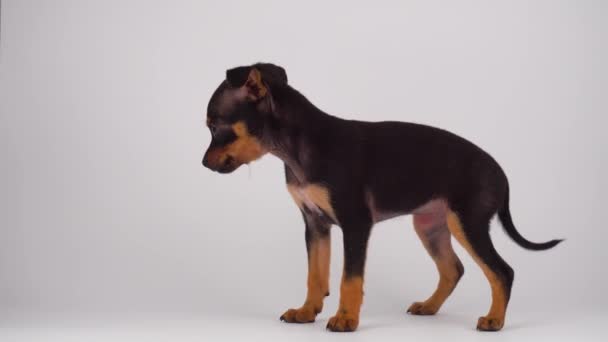 Spielzeug Terrier Welpe Hund Weißer Hintergrund — Stockvideo