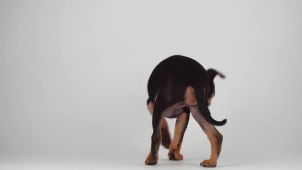 Toy Terrier Kiskutya Fehér Háttér — Stock videók