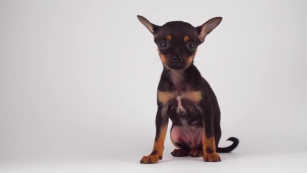 Toy Terrier Puppy Dog White Background — Stock Video