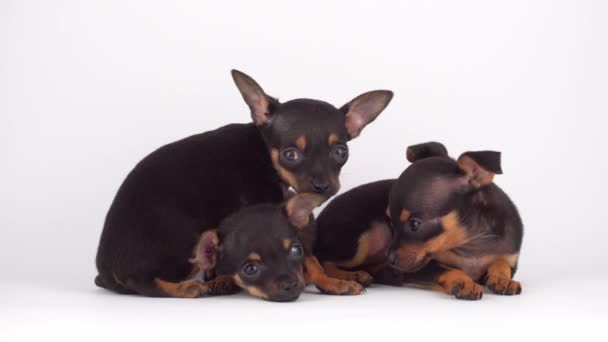 Ryska Toy Terrier Valp Vit Bakgrund — Stockvideo