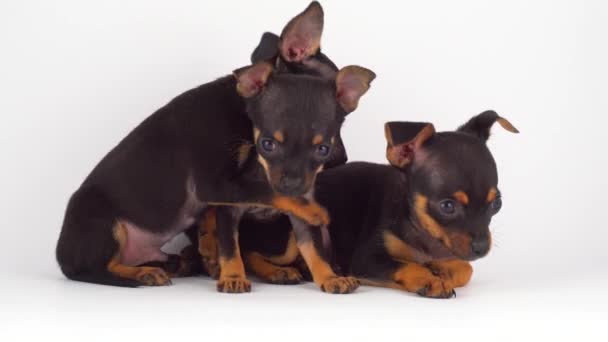 Russian Toy Terrier Puppy Dog White Background — Stock Video