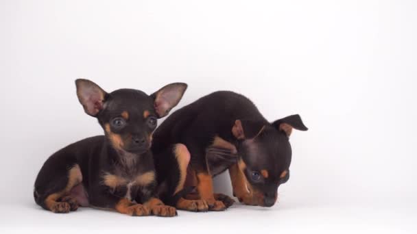 Ruso Juguete Terrier Cachorro Perro Blanco Fondo — Vídeos de Stock