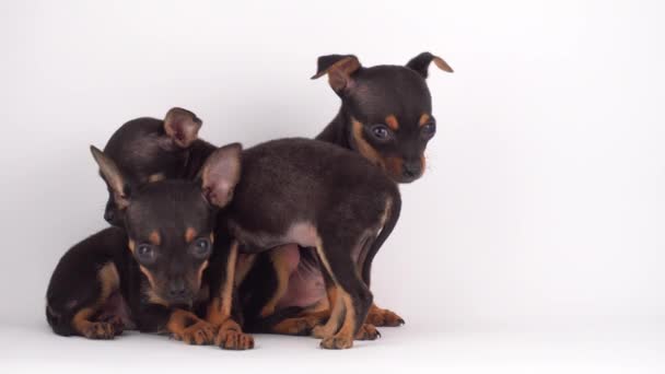 Ruso Juguete Terrier Cachorro Perro Blanco Fondo — Vídeos de Stock