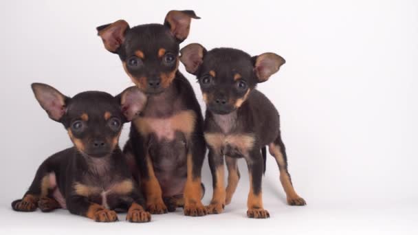 Ryska Toy Terrier Valp Vit Bakgrund — Stockvideo