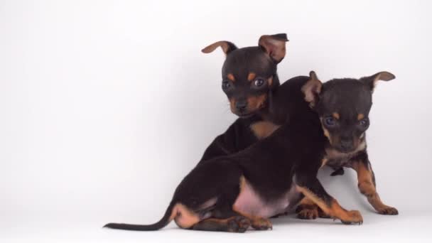 Ryska Toy Terrier Valp Vit Bakgrund — Stockvideo