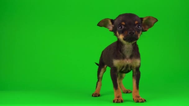 Russian Toy Terrier Puppy Een Groen Achtergrond Scherm — Stockvideo