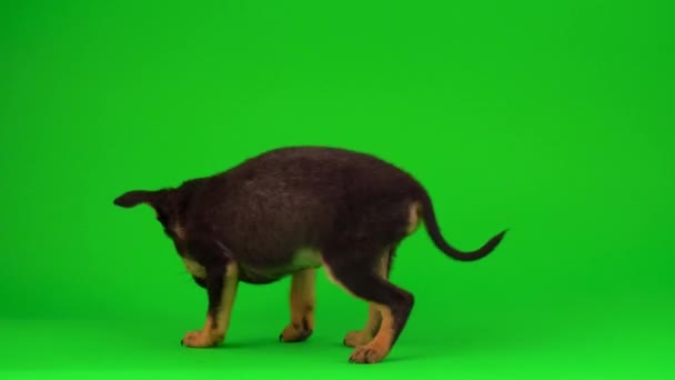 Russian Toy Terrier Cachorro Una Pantalla Fondo Verde — Vídeo de stock