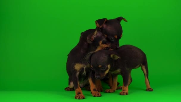 Russische Spielzeug Terrier Welpen Auf Grünem Hintergrund — Stockvideo