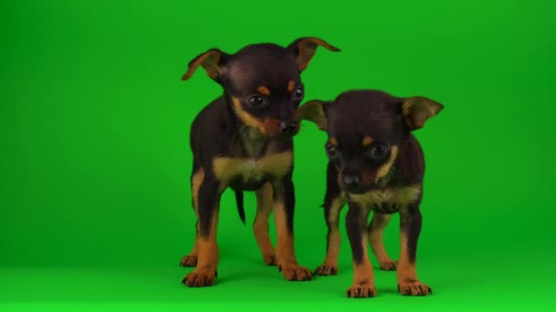 Russian Toy Terrier Puppies Green Background Screen — Stock Video