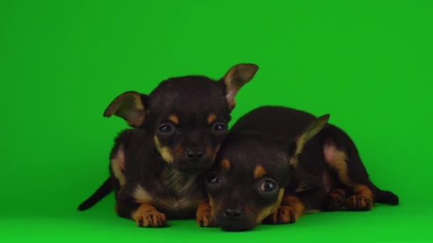 Orosz Toy Terrier Kölykök Egy Zöld Háttér Képernyőn — Stock videók