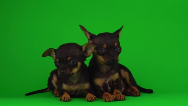 러시아 장난감 테리어 화면에 강아지 — 비디오