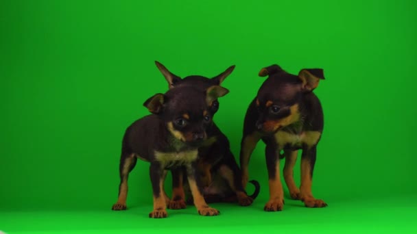 Russian Toy Terrier Puppies Een Groen Achtergrond Scherm — Stockvideo
