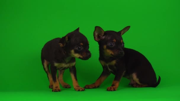 Ryska Toy Terrier Valpar Grön Bakgrundsskärm — Stockvideo