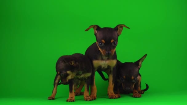 Ryska Toy Terrier Valpar Grön Bakgrundsskärm — Stockvideo
