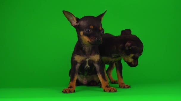 Russian Toy Terrier Puppies Green Background Screen — Stock Video