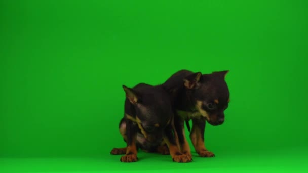 Russian Toy Terrier Puppies Een Groen Achtergrond Scherm — Stockvideo