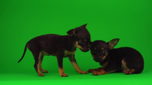 Ryska Toy Terrier Valpar Grön Bakgrundsskärm — Stockvideo