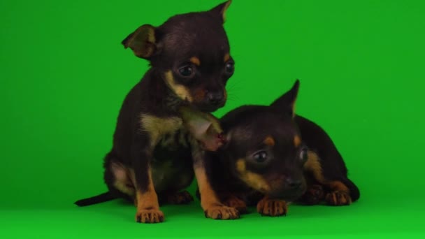 Rosyjskie Szczenięta Toy Terrier Zielonym Ekranie Tła — Wideo stockowe
