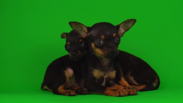 Ρωσική Toy Terrier Κουτάβια Μια Πράσινη Οθόνη Φόντου — Αρχείο Βίντεο