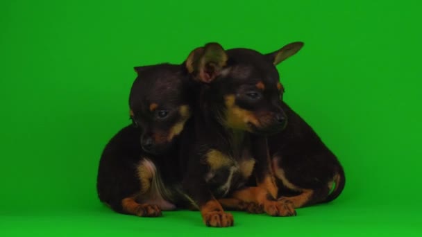 Russian Toy Terrier Puppies Green Background Screen — Stock Video