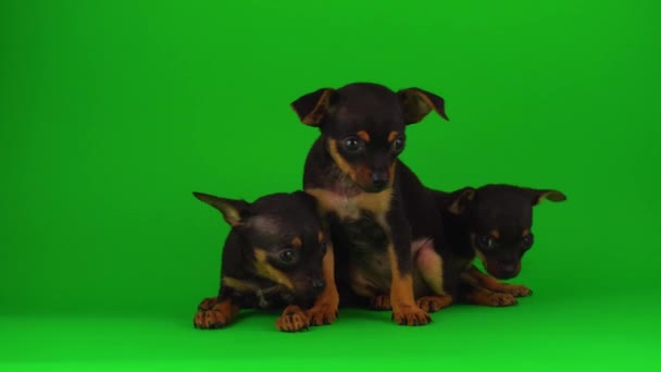 Chiots Russes Toy Terrier Sur Écran Vert — Video