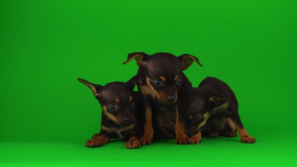 Russian Toy Terrier Puppies Green Background Screen — Stock Video