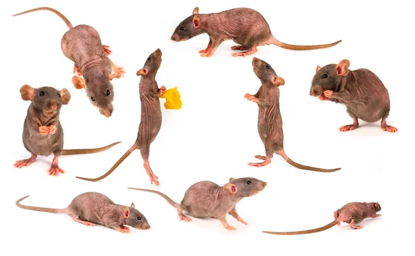 Rat Dumbo Gray Collection Set Isolated White Background — Stock Photo, Image