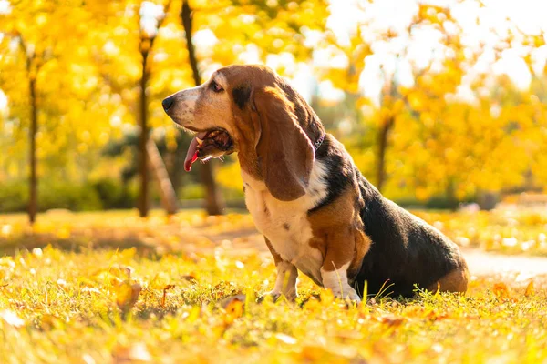 Hund Basset Hund Höst Park Walk — Stockfoto