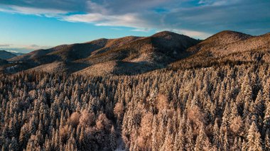 Karpat dağları kışı. Gün batımında kar kozalaklı orman.