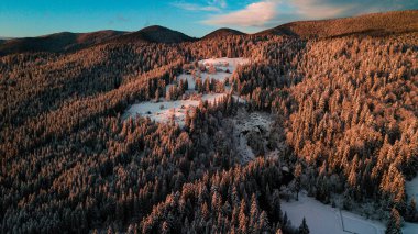 Karpat dağları kışı. Gün batımında kar kozalaklı orman.