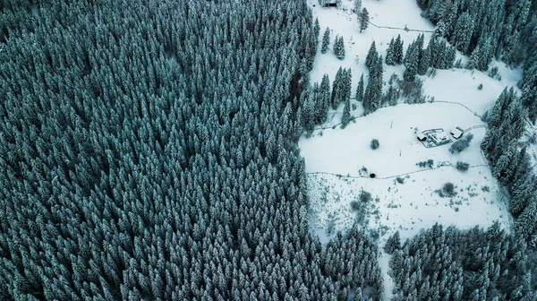 Kış Kozalaklı Orman Karpatlar Ukrayna Hava Fotoğrafçılığı — Stok fotoğraf