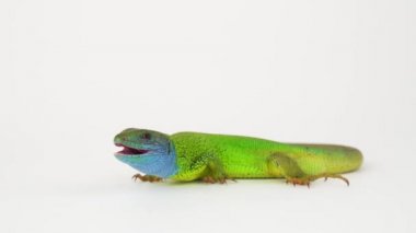 Beyaz arkaplan ekranında yeşil kertenkele.