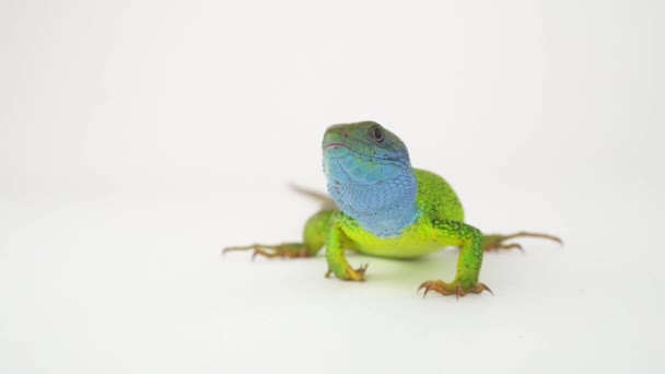 白色背景屏幕上的绿色蜥蜴 — 图库视频影像