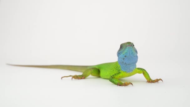 Lagarto Verde Uma Tela Fundo Branco — Vídeo de Stock