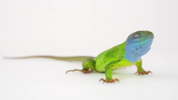 Lagarto Verde Una Pantalla Fondo Blanco — Vídeos de Stock