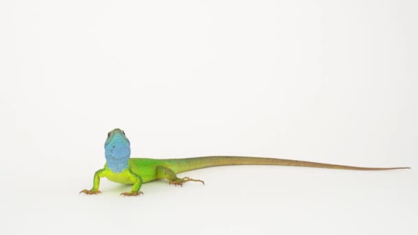 Lagarto Verde Una Pantalla Fondo Blanco — Vídeos de Stock