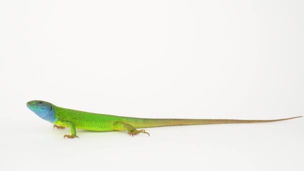 Lézard Vert Sur Fond Blanc — Video