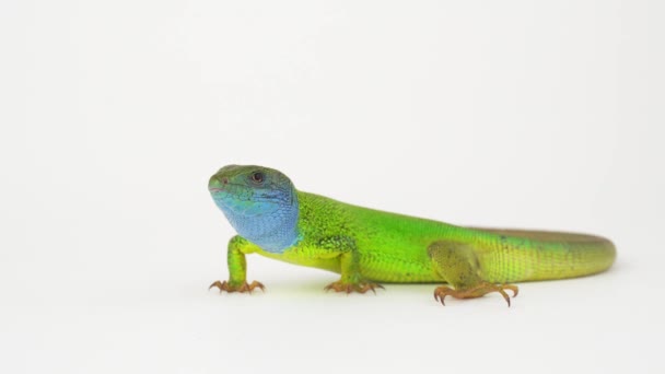 Lagarto Verde Una Pantalla Fondo Blanco — Vídeos de Stock