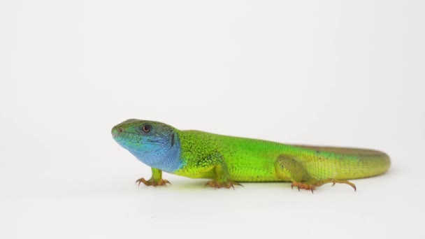 Lagarto Verde Una Pantalla Fondo Blanco — Vídeos de Stock