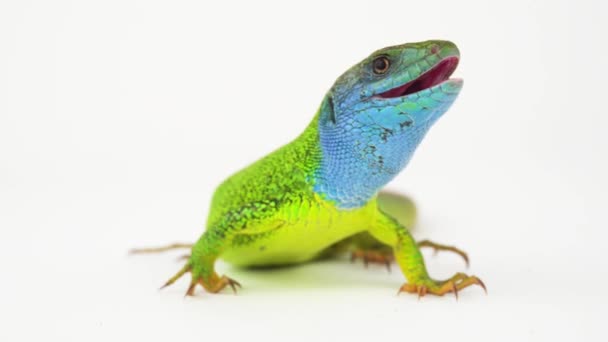 Lagarto Verde Una Pantalla Fondo Blanco — Vídeos de Stock