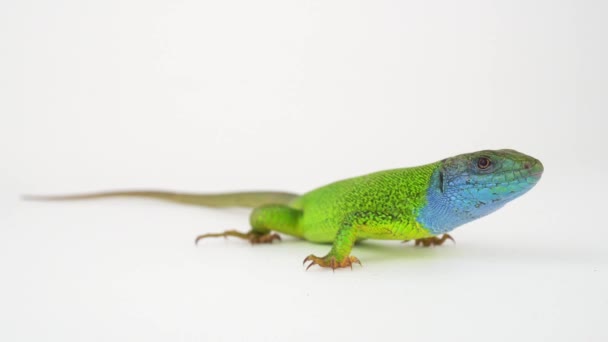 Lagarto Verde Uma Tela Fundo Branco — Vídeo de Stock