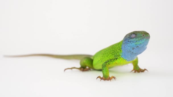 Lagarto Verde Uma Tela Fundo Branco — Vídeo de Stock