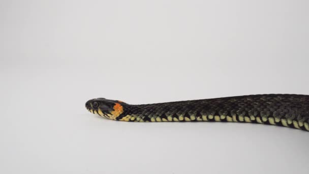 Vipera Serpente Sfondo Bianco — Video Stock