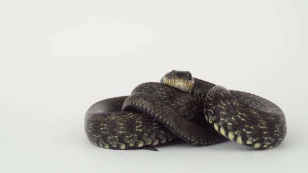 白底蛇毒蛇 — 图库视频影像