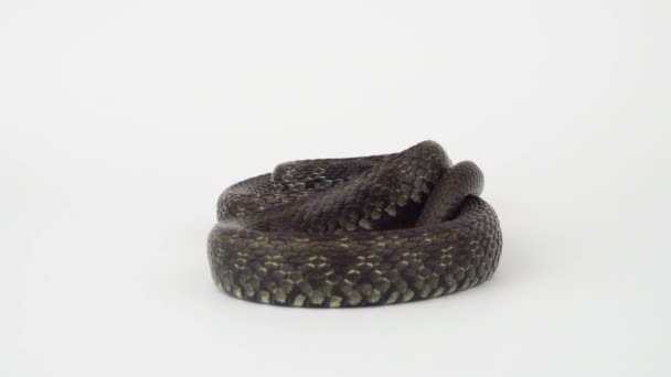 Snake Viper White Background — Stock Video