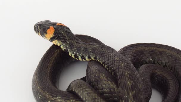 Had Zmije Bílém Pozadí — Stock video